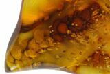 Polished Chiapas Amber ( g) - Mexico #114798-1